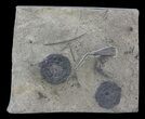 Crinoid (Ectenocrinus) & Bryozoan Fossils - Walcott-Rust Quarry, NY #68360-1